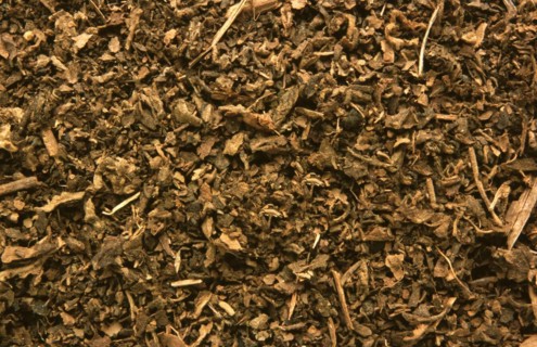 Indian patchouli