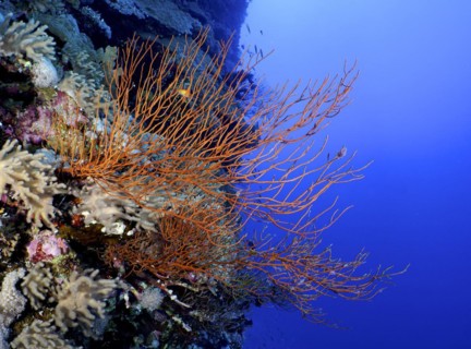 Black bushy black coral