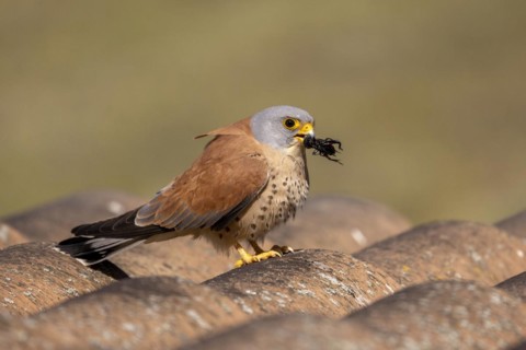 Lesser kestrels