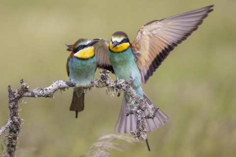 European bee-eater