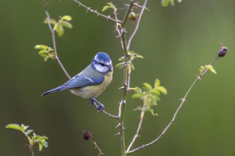 Blue tit
