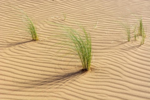 Drinn grass
