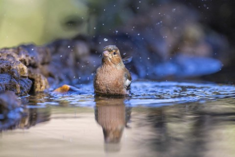 Common chaffinch