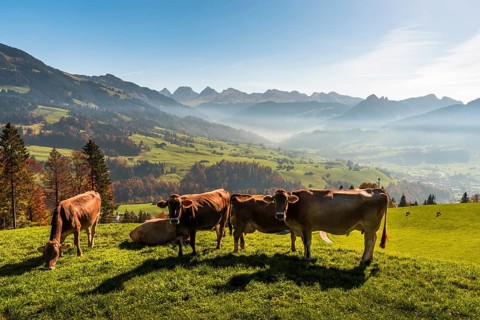 Cows on a mountain pasture
