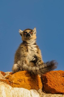 Ring-tailed Lemur