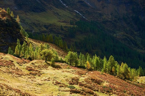 European larch