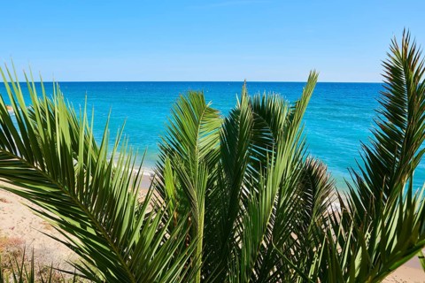 Canary Island date palm