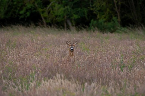 Roe deer