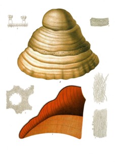 Medicinal plant