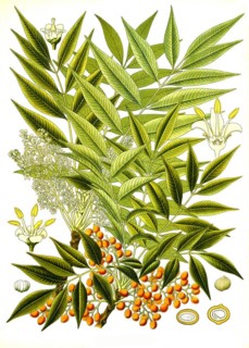 Medicinal plant