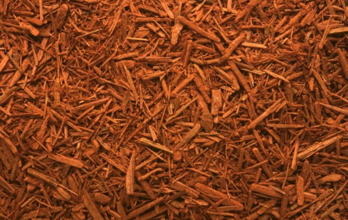 Medicinal herbs: Bloodwood tree