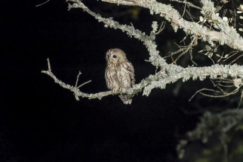 Tawny owl
