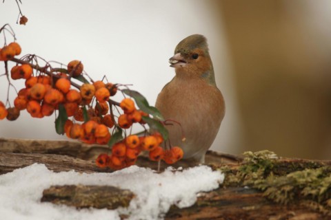 Common chaffinch