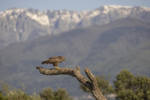 Common steppe buzzard