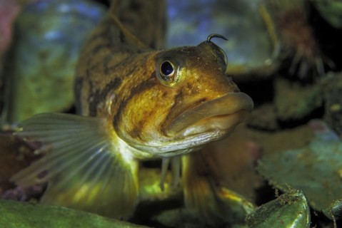 Tentacled blenny