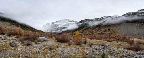Autumn larch forest in Val Morteratsch