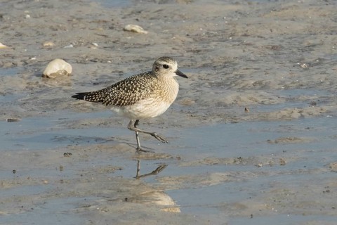 Little Ringed Plover standing in mudflat seen right