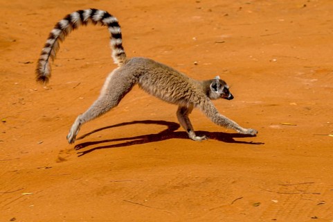 Ring-tailed Lemur