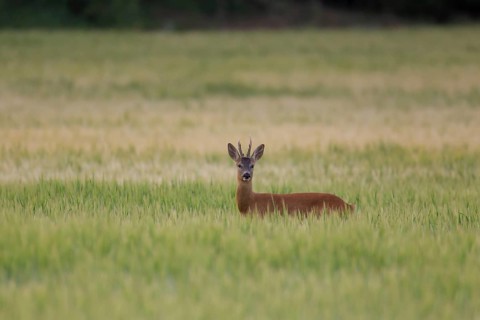 Roe deer