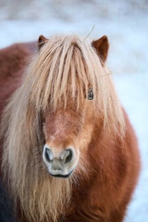 Portrait of a Shetland pony in winter