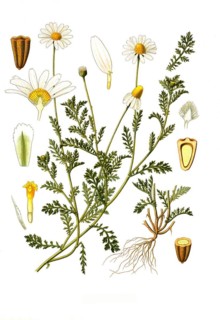 Dog-fennel
