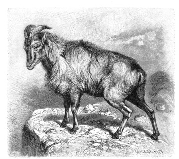 Himalayan tahr