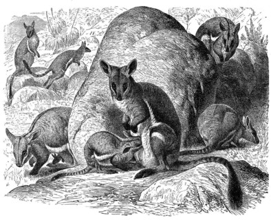 Yellow-footed rock-wallaby