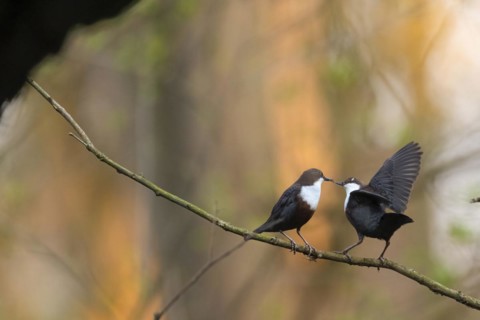 White-breasted dipper