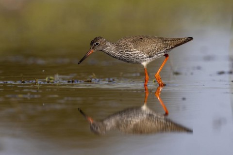 Common redshank