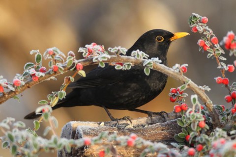 Blackbird