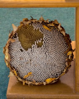 Sunflower head full with ripe sunflower seeds