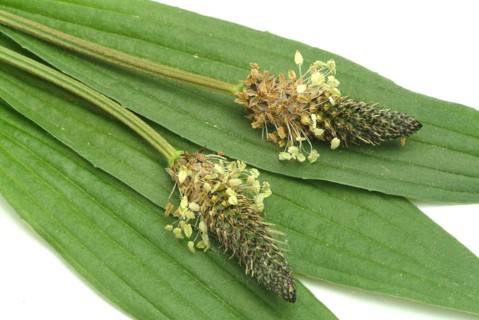 Medicinal plantain