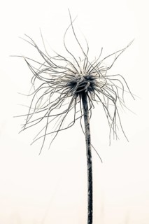 Flowering alpine pasqueflower
