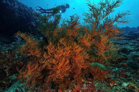 Black bushy black coral