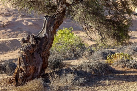 Old camel thorn tree