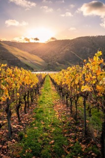 Autumn vineyards on the Moselle river