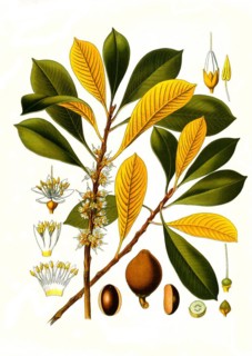 Medicinal plant