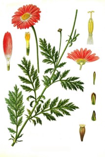 Medicinal plant