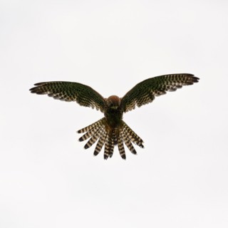 Common kestrel