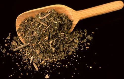 Indian patchouli