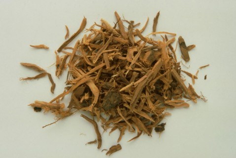 Medicinal plant Krameria triandra