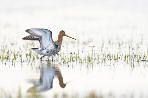 Black-tailed Godwit