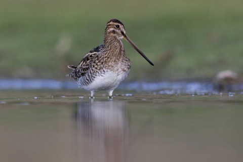 Common Snipe