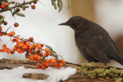 Blackbird