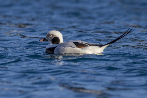 Long-tailed duck