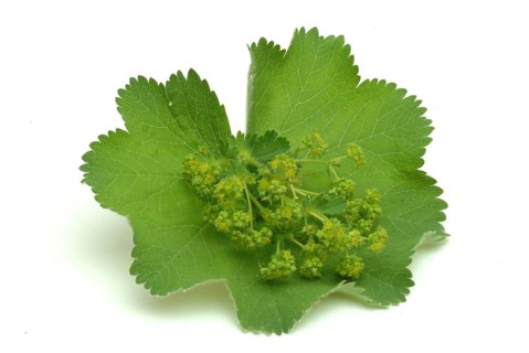 Medicinal plant lady's mantle