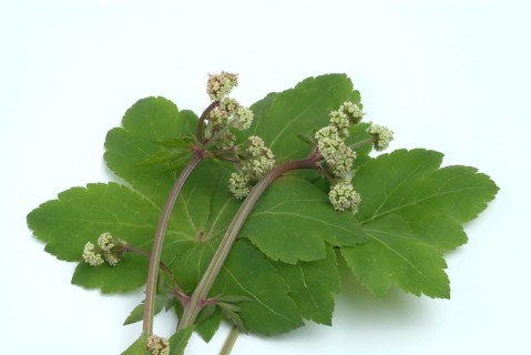 Sanicula