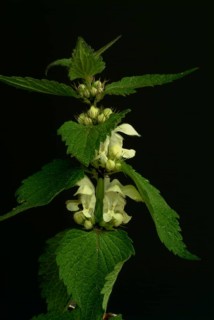Medicinal plant White dead-nettle album