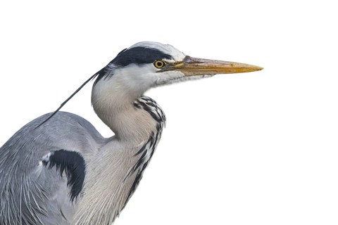 Grey heron