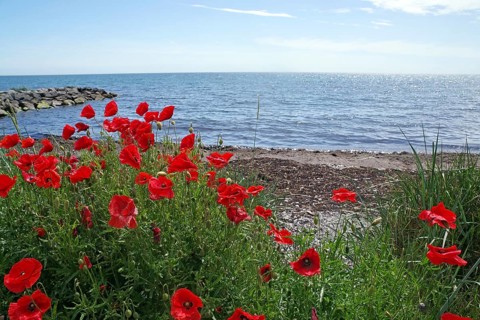 Poppies on the beach